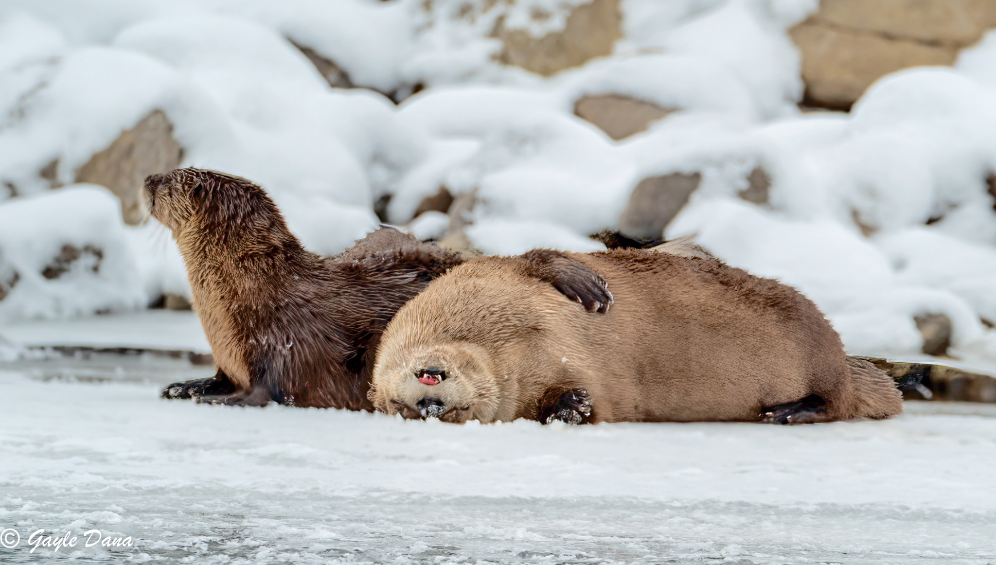 Otter duo